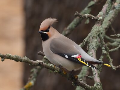 Brkoslav severní - Bombycilla garrulus