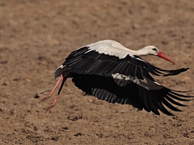 Čáp bílý - Ciconia ciconia