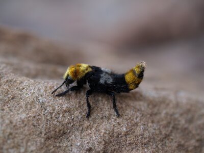 Drabčík huňatý - Emus hirtus