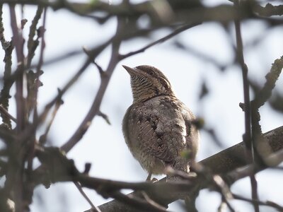 Krutihlav obecný - Jynx torquilla