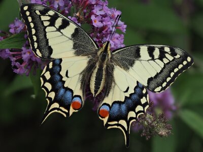 Otakárek fenyklový - Papilio machaon