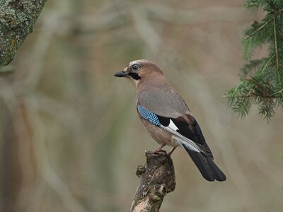 Sojka obecná - Garrulus glandarius