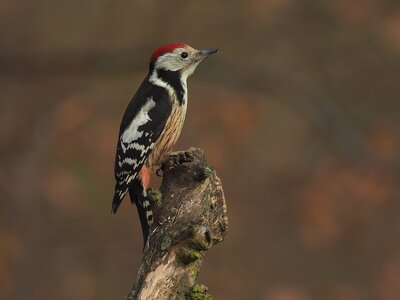 Strakapoud prostřední - Dendrocoptes medius