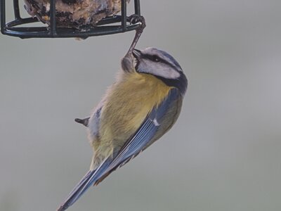 Sýkora modřinka - Cyanistes caeruleus