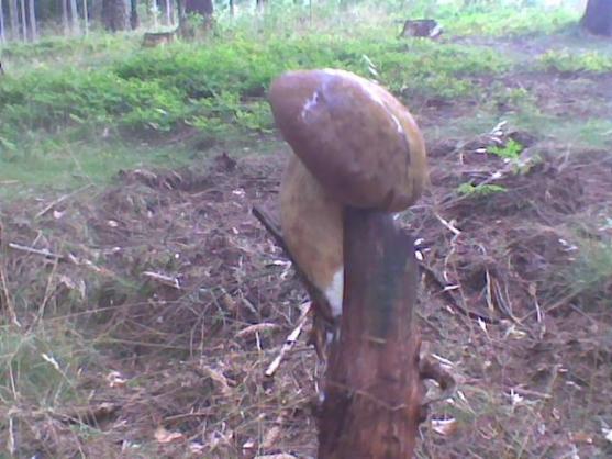 Nabídka akcí na Boumovsku pro víkend od 22. do 24. srpna