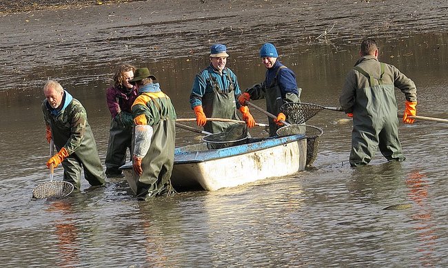 Výlov rybníka Břídlo