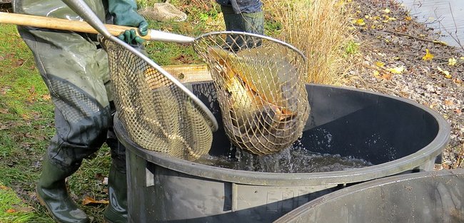 Výlov rybníka Břídlo