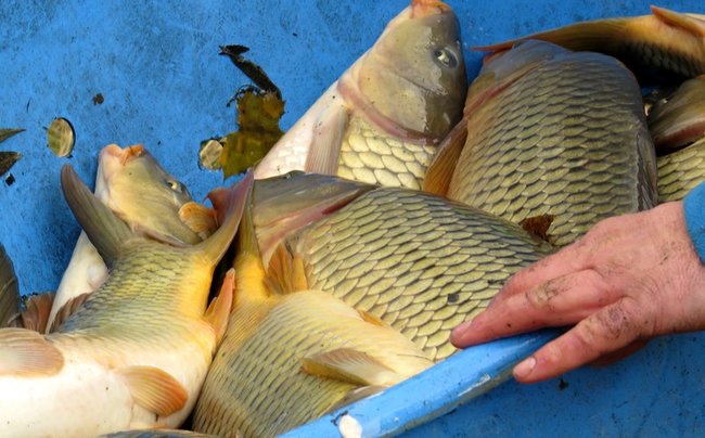 Výlov rybníka Břídlo