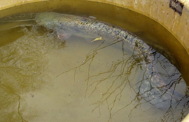 Výlov rybníka Břídlo