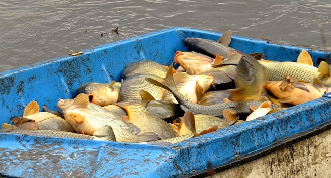 Výlov rybníka Břídlo