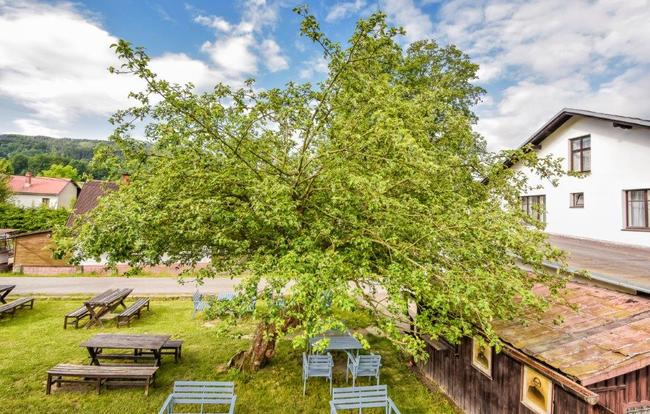 Jabloň u Lidmanů si odnáší zlatou. Strom roku je poprvé ovocný 