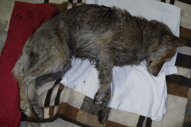 Broumovští hasiči zachránili psa, který spadl do jímky