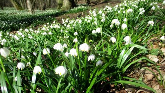 Nouzový stav - 6. den