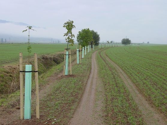 Malá slavnost stromů Broumovska