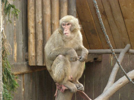 Zdoňovská opice je makak, který utekl z polské ZOO v Laczne