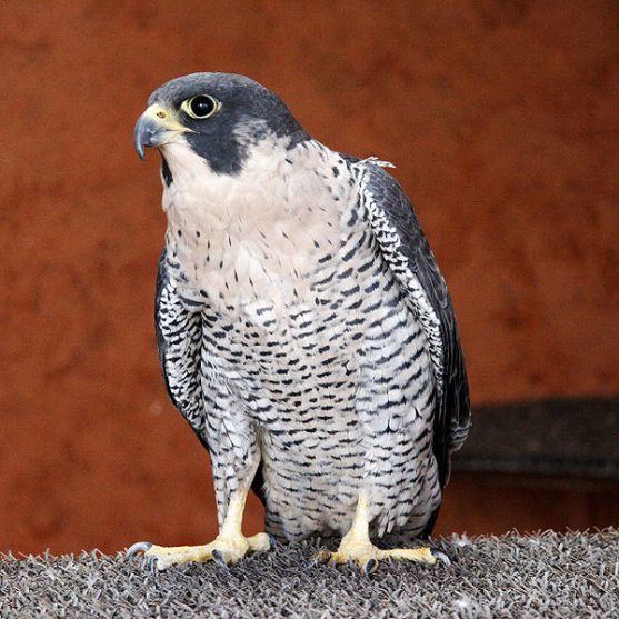 V době hnízdění sokola je zákaz vstupu pod Chrámové stěny v Adršpašsko - teplických skalách
