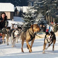 Janovičky u Broumova ožijí o víkendu závody psích spřežení