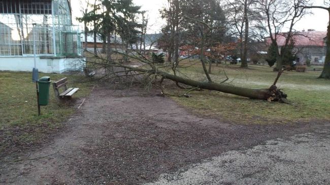 Ve Schrollově parku spadl strom. Kácení nemocných stromů začne v polovině března