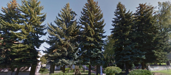 V Polici nad Metují u hřbitova pokácí šest smrků. Jeden z nich bude vánoční strom