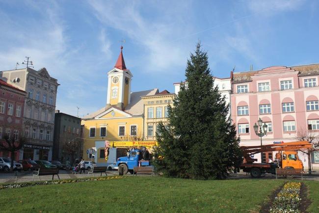 Broumovský vánoční strom je na místě. Rozsvítí se v neděli