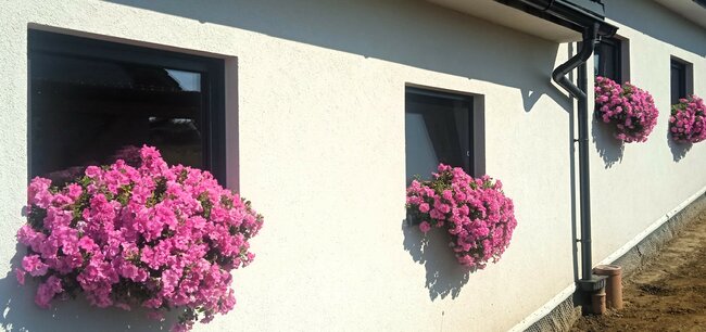 Police nad Metují: Rozkvetlé město 2024