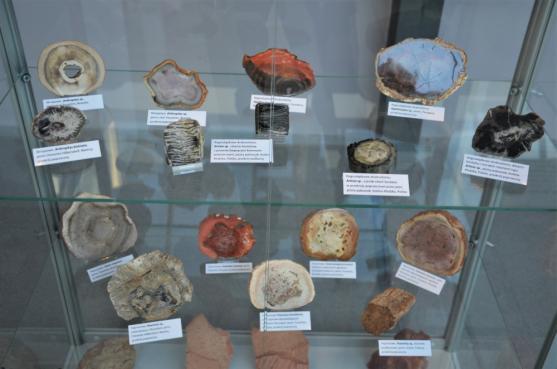 Výstava zkamenělých dřev AlekSandry Niemirowské