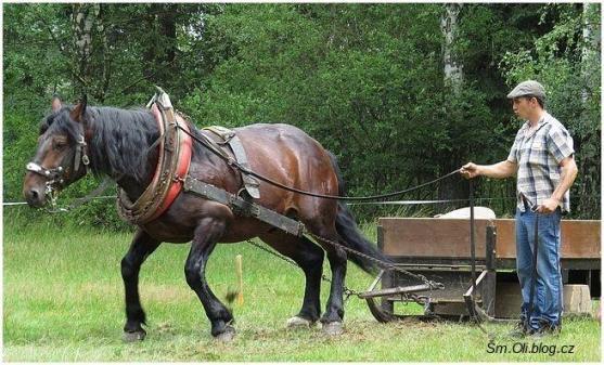 V Martínkovicích soutěžili koně ve třech disciplínách