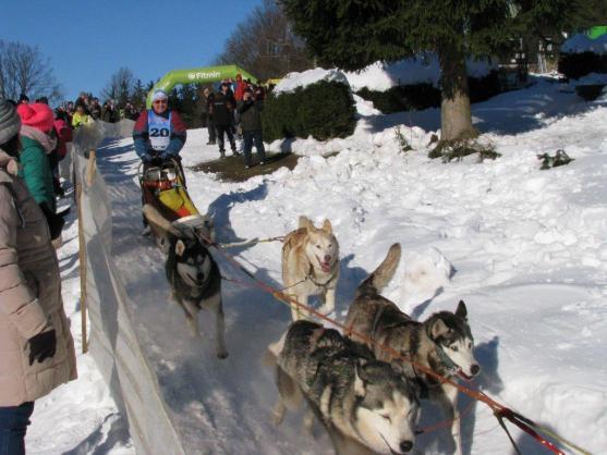 Změna místa závodům psích spřežení neuškodila. Naopak!