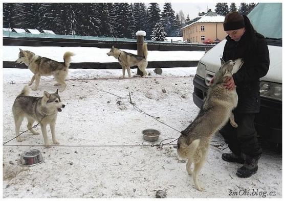 O víkendu běhali na Janovičkách sibiřští husky, aljašští malamuti, samojedi či grónští psi