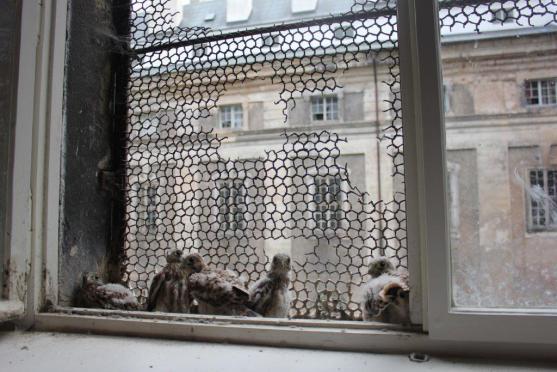 Místo narození: broumovský klášter