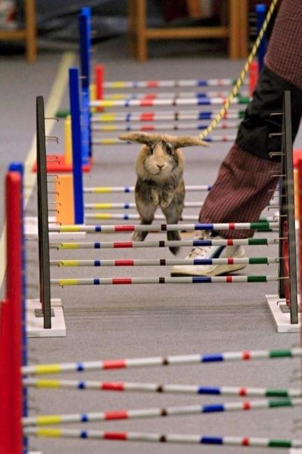 Sportovní disciplína Králičí hop bude mít své závody v Broumově