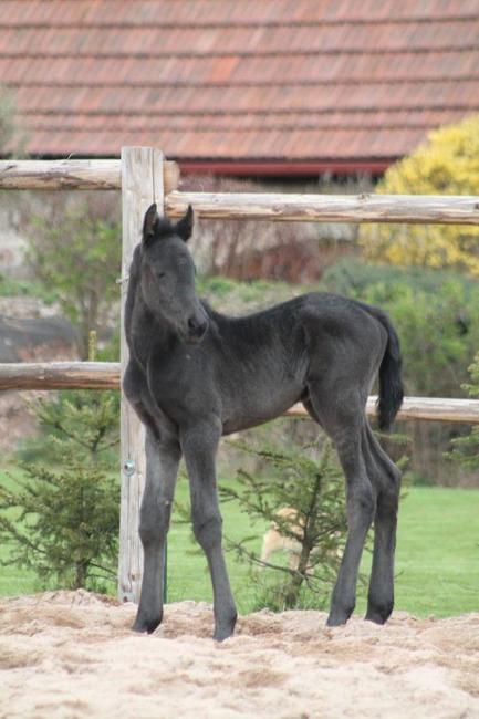 Vymyslete jméno pro právě narozené hříbě