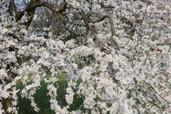 Včerejší zimní pohádka na Ruprechtickém Špičáku