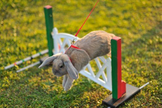 Králíci z Broumova uspěli na Grand Prix v Poděbradech