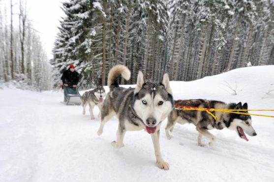 Na závody psích spřežení se na Janovičky u Broumova přišlo podívat 3 000 diváků