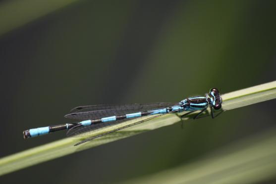 Černé jezírko a vážky ze Sibiře