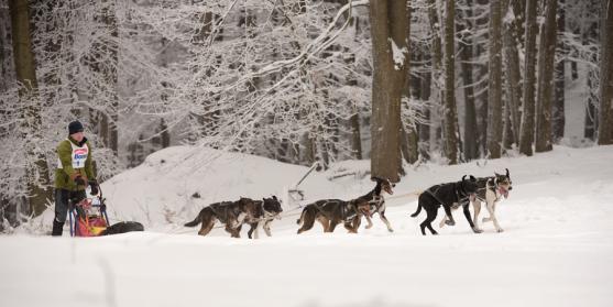 Janovičky patřily musherům a jejich psům