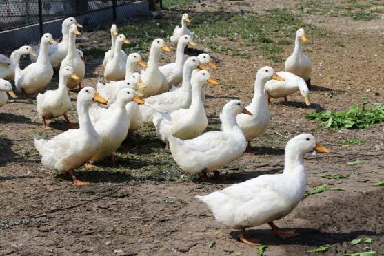 Příběh cesty od zchátralého kravína k jedné z nejlepších farem v České republice 