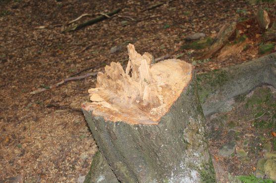 Turistická cesta z Křinic na Hvězdu je poničená těžbou dřeva. Lesy ČR slíbily nápravu 