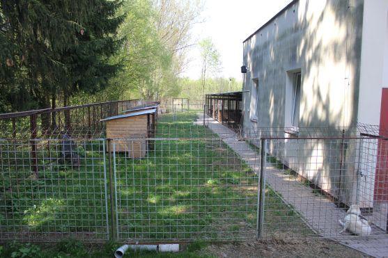 V broumovském psím útulku čeká na nové majitele dvanáct psů