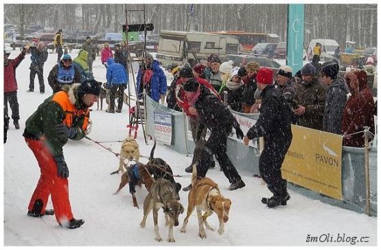 O víkendu běhali na Janovičkách sibiřští husky, aljašští malamuti, samojedi či grónští psi