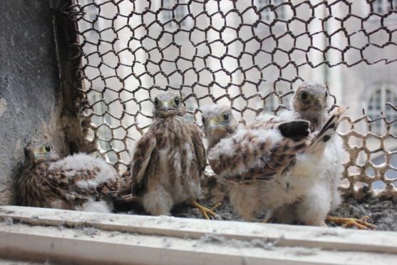 Místo narození: broumovský klášter