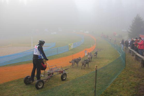 Letos se se psy běhalo a jezdilo na kárách, koloběžkách a kolech