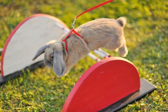 Králíci z Broumova uspěli na Grand Prix v Poděbradech