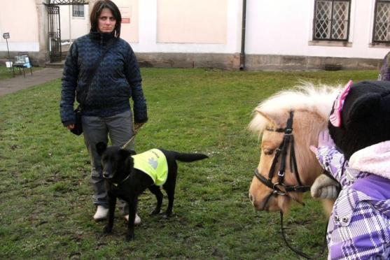 O pět zanedbaných psů z mediálně známého příběhu z Vysočiny se stará broumovský útulek
