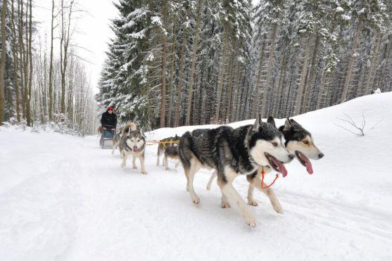 Na závody psích spřežení se na Janovičky u Broumova přišlo podívat 3 000 diváků