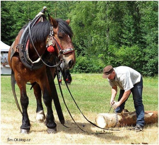 V Martínkovicích soutěžili koně ve třech disciplínách