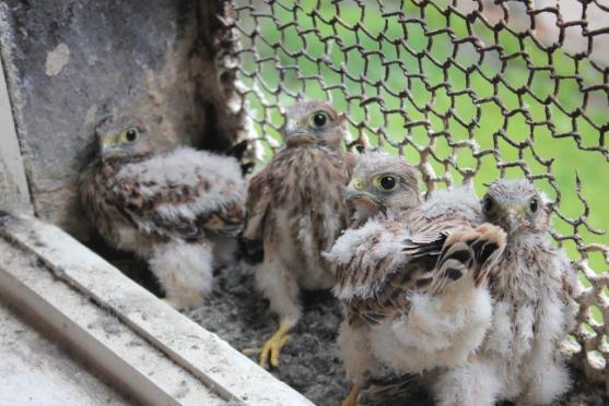 Místo narození: broumovský klášter