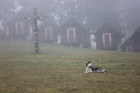 Letos se se psy běhalo a jezdilo na kárách, koloběžkách a kolech