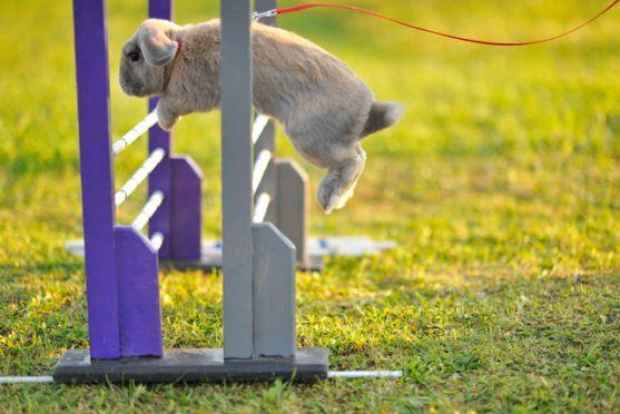 Králíci z Broumova uspěli na Grand Prix v Poděbradech